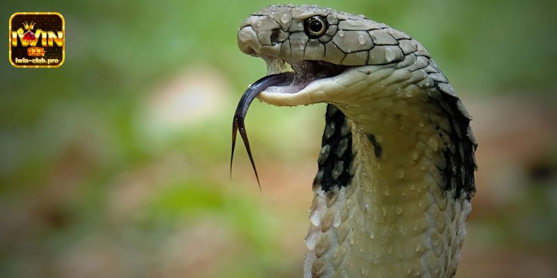 Con số may mắn liên quan tới việc nằm mơ thấy rắn hổ mang là con số bao nhiêu?